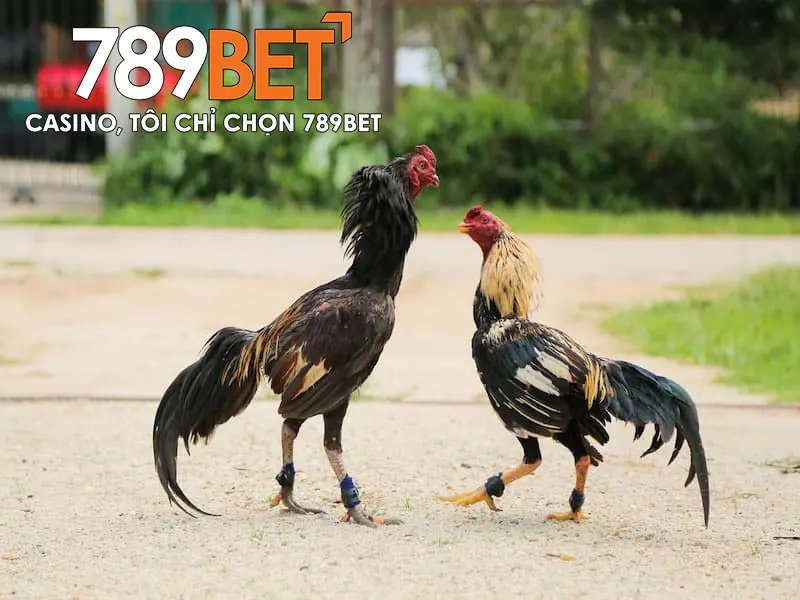 Đá Gà Cựa Dao – Bộ Môn Cá Cược Được Yêu Thích