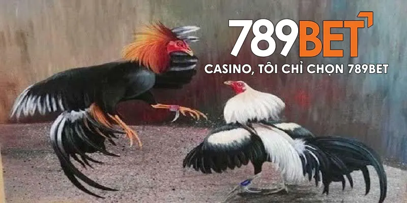 Đá Gà Thomo – Trò Chơi Đổi Thưởng